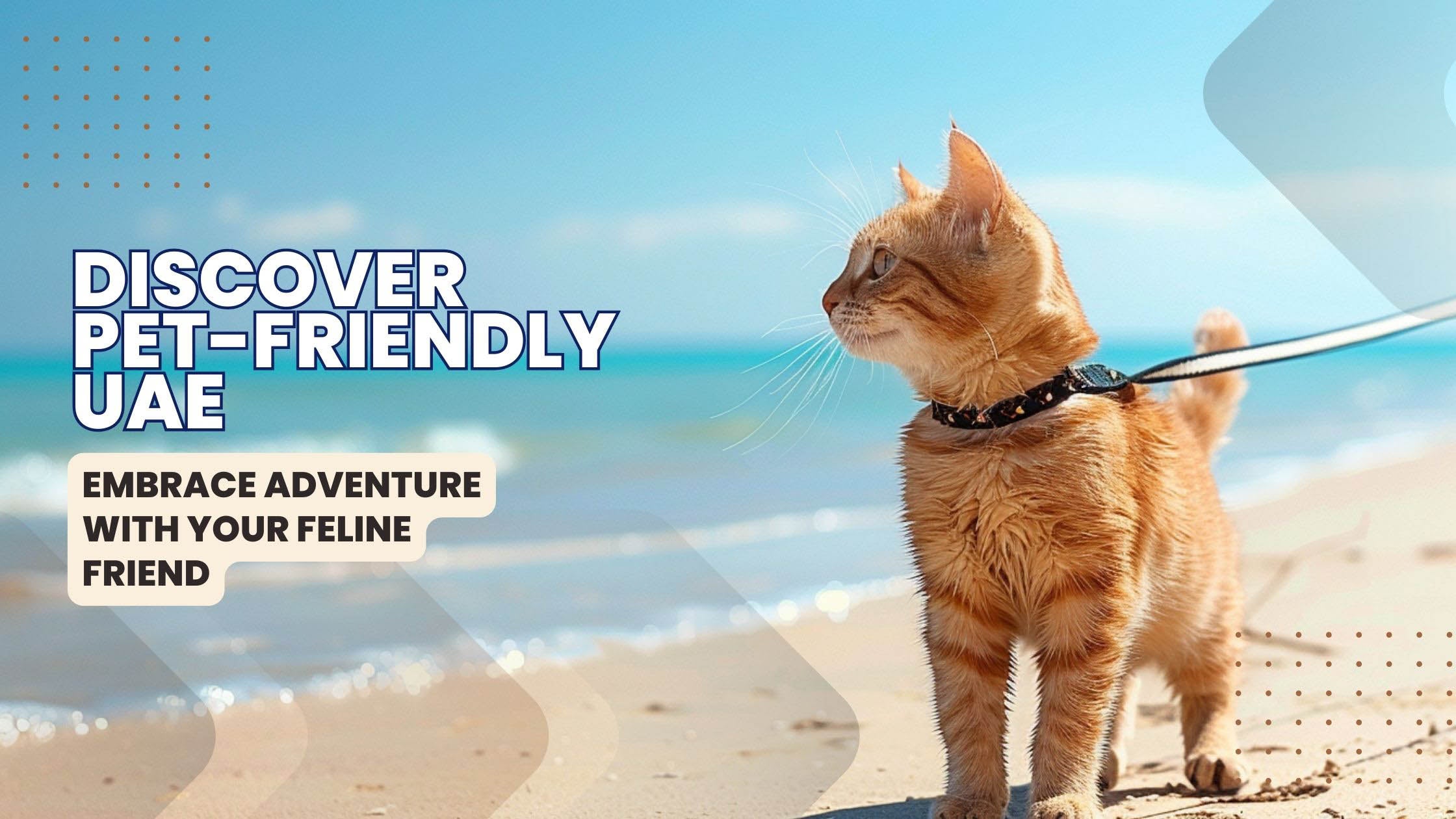 A joyful cat on a leash exploring a sunny, pet-friendly beach in the UAE, symbolizing the adventure and bonding experiences pet owners can have with their feline friends in various welcoming locations across the country