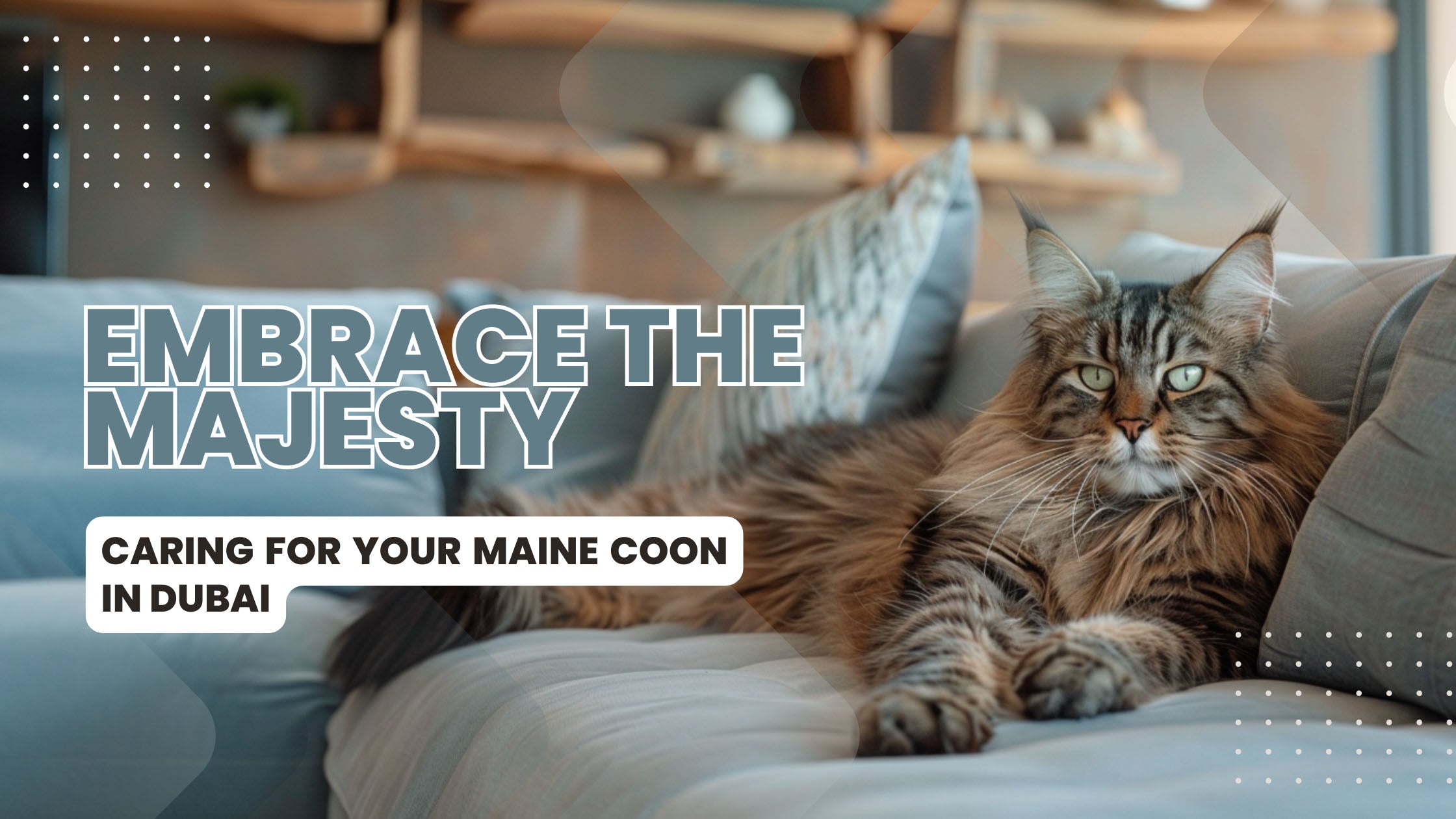 Maine Coon cat relaxing in a modern Dubai home, illustrating the perfect balance of care, nutrition, and environment for these gentle giants as outlined in our comprehensive guide.