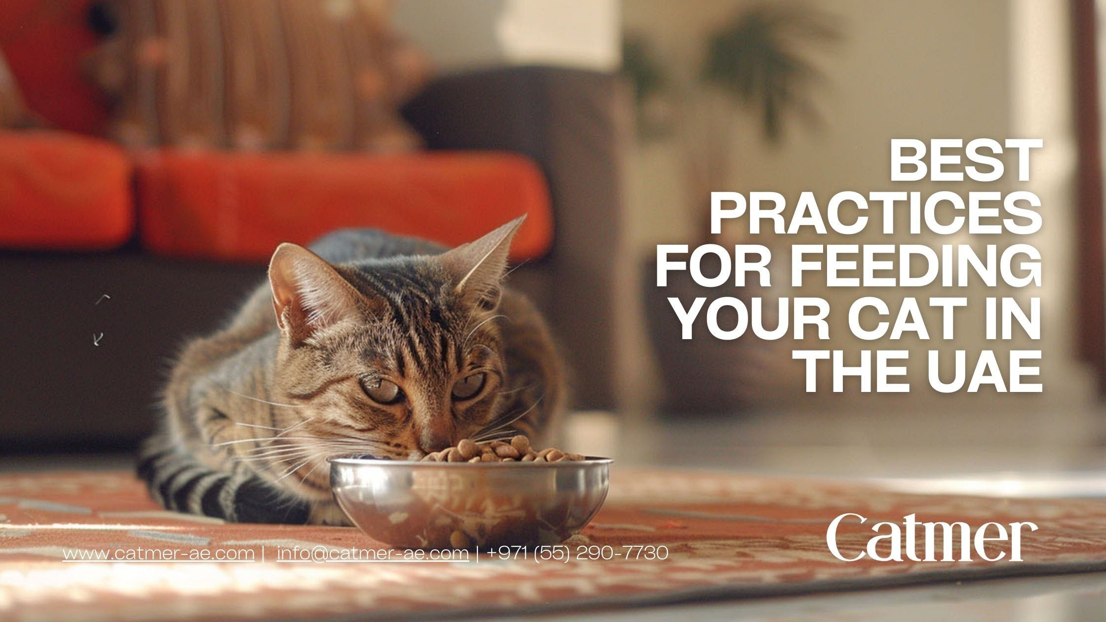 A happy, healthy domestic cat enjoys a nutritious meal of premium cat food in a bright, modern UAE home setting, symbolizing the optimal cat nutrition practices recommended by Catmer's comprehensive guide on feeding your cat in the UAE.