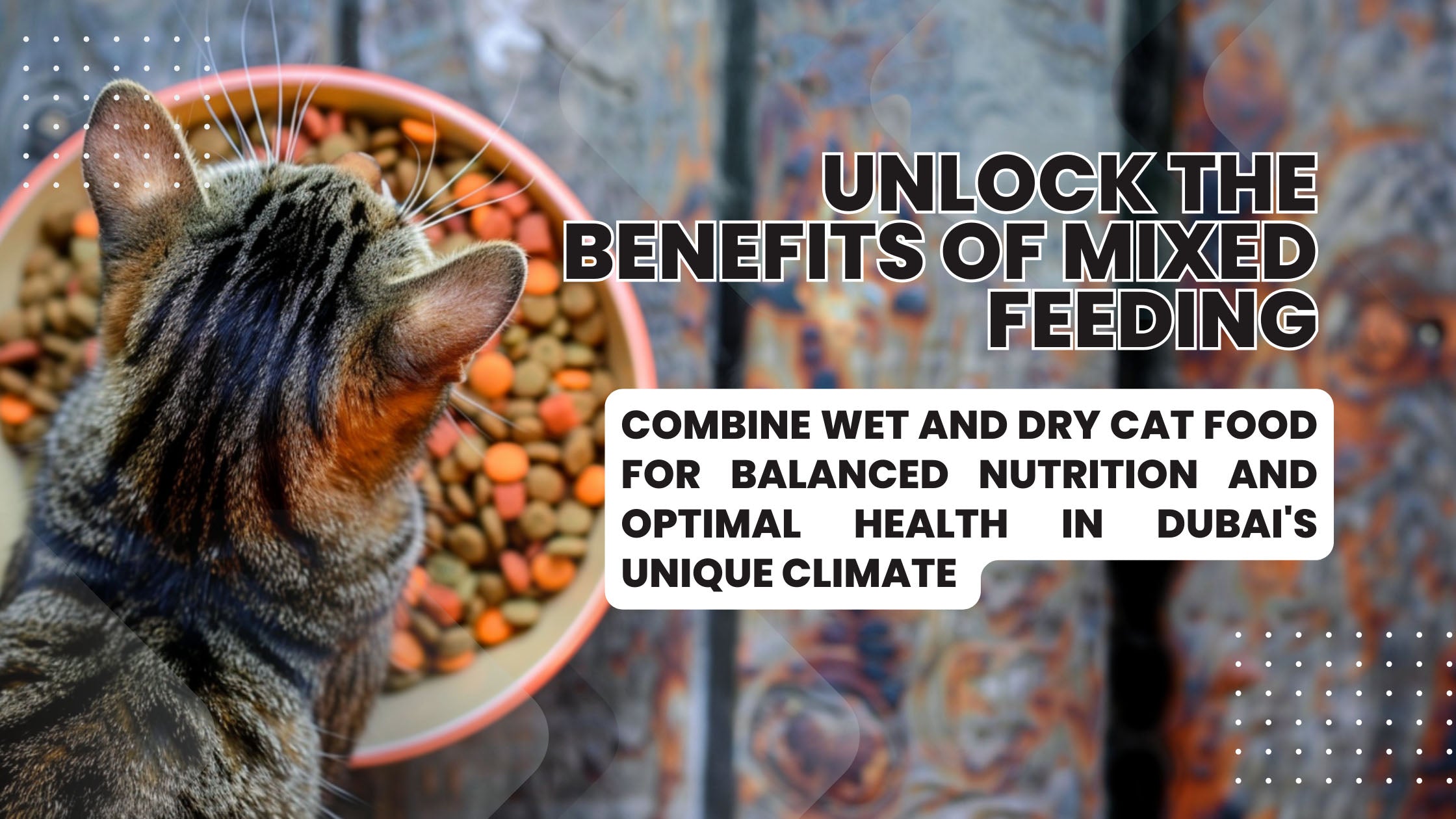 Mixed Feeding: The Difference Between Wet & Dry Cat Food and the Benefits of Combining the Two