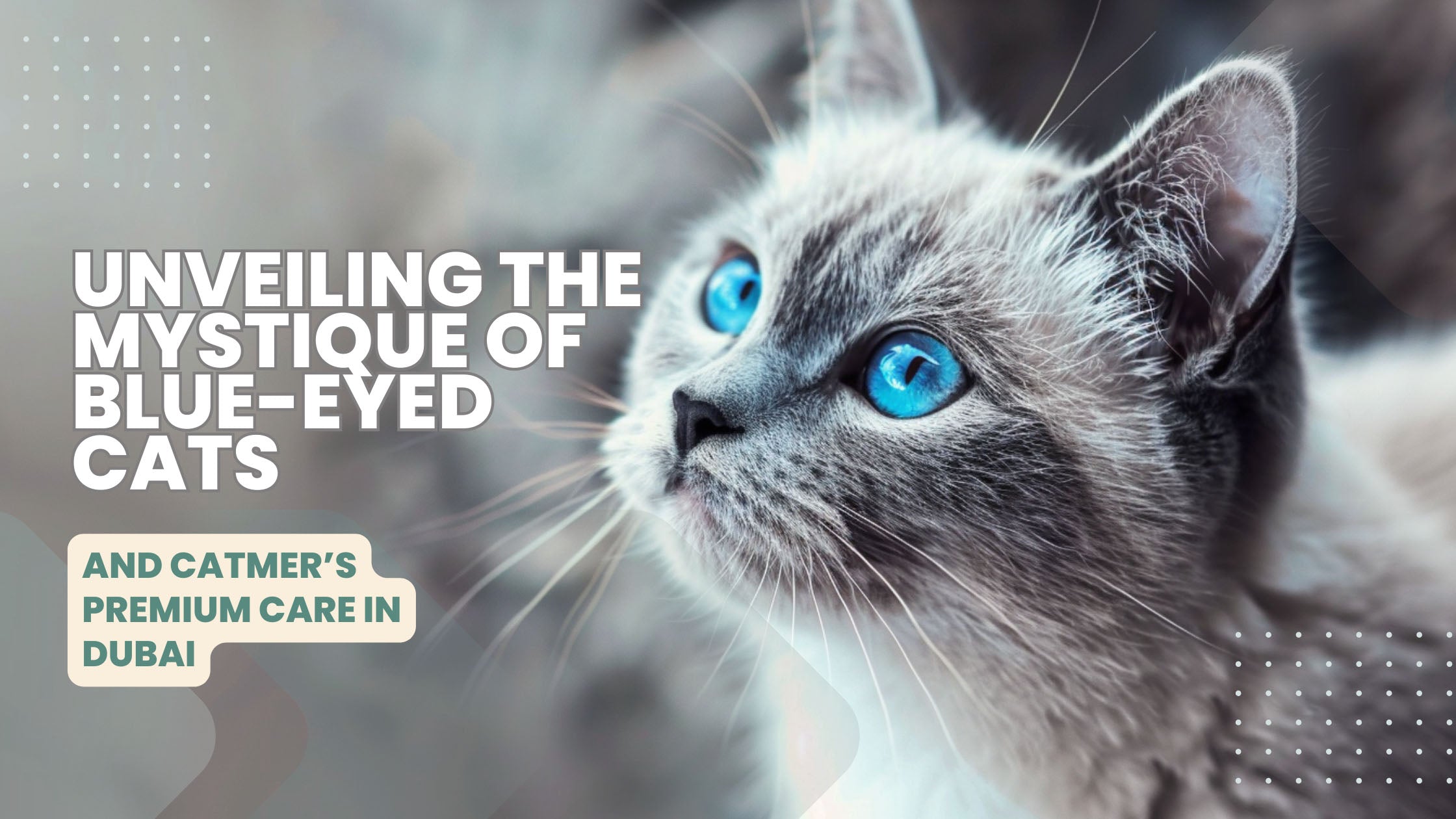 Unveiling the Mystique of Blue-Eyed Cats and Catmer’s Premium Care in Dubai