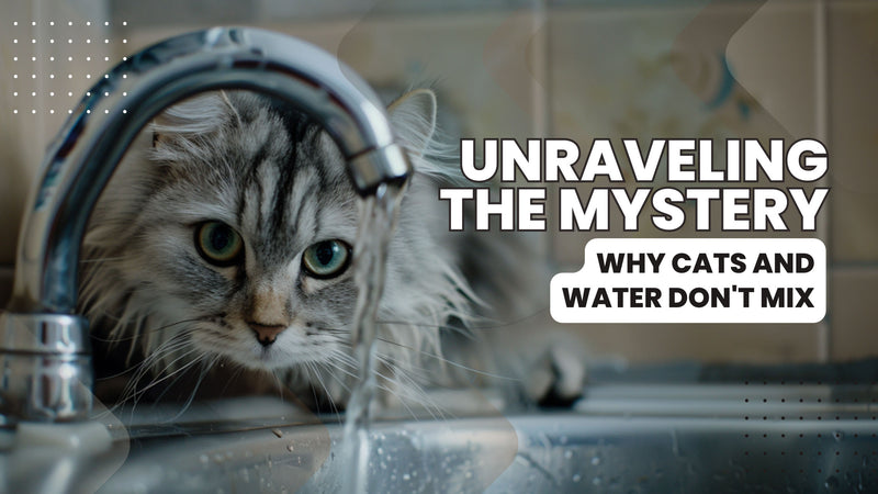A curious cat peering at a dripping faucet, symbolizing feline water aversion. Catmer cat food brand in dubai, uae