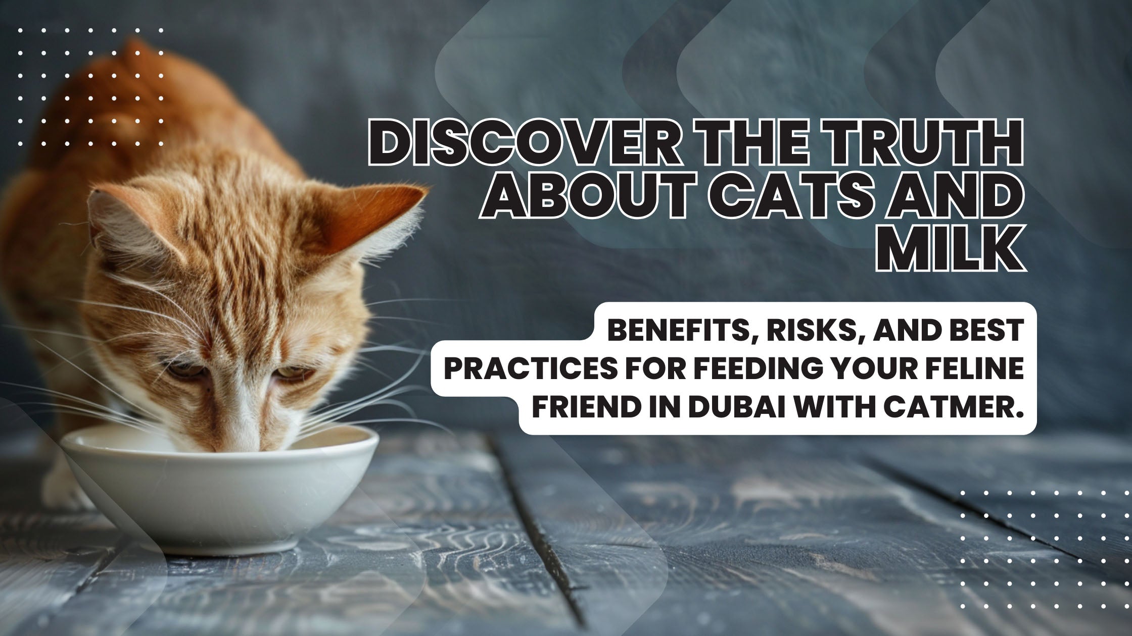 A curious cat sniffing a bowl of milk, highlighting the discussion on whether cats can safely consume milk and the best practices for cat nutrition in Dubai, UAE.