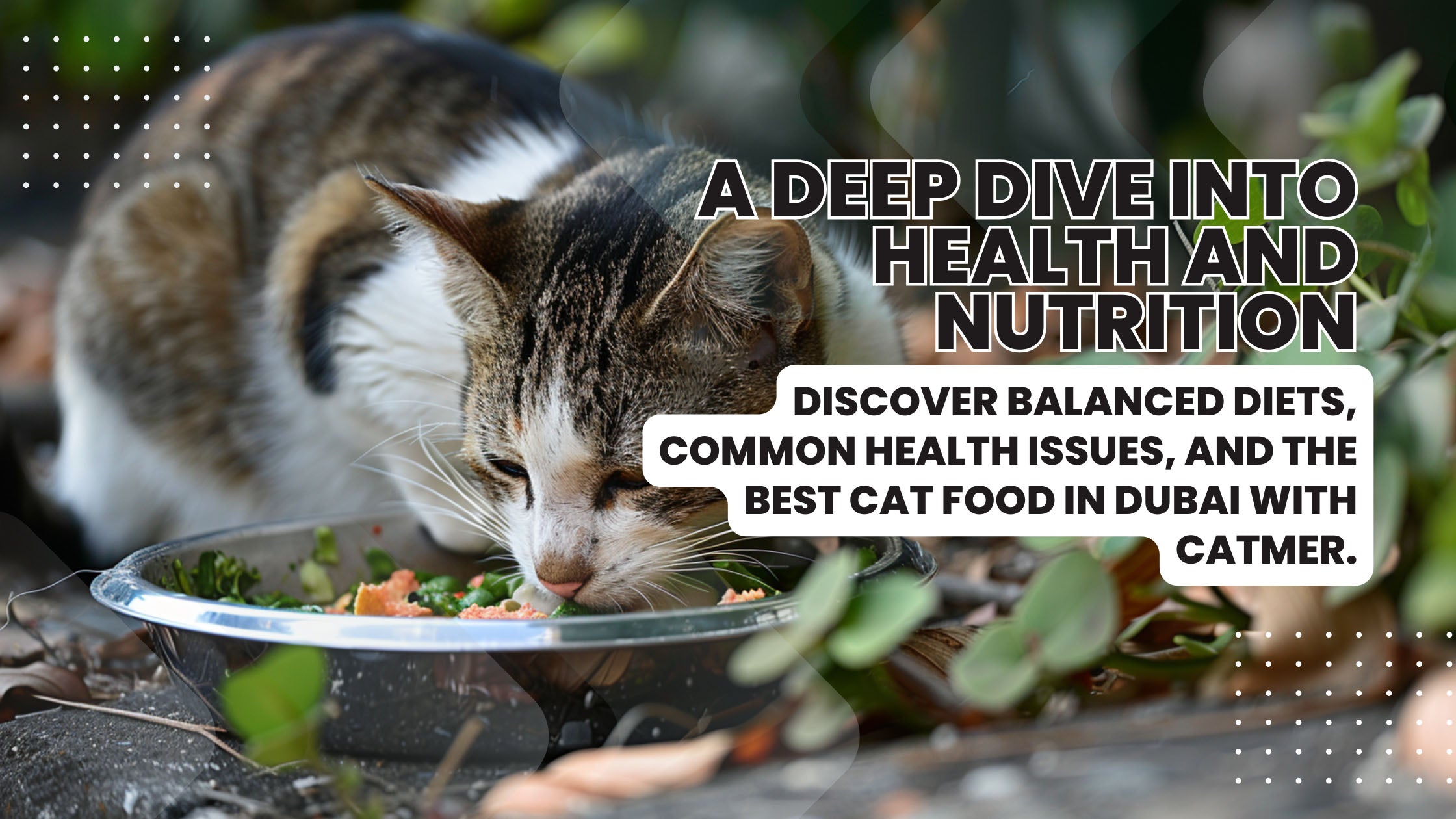 A healthy cat enjoying a balanced meal, highlighting the importance of proper nutrition and health care for cats in Dubai.