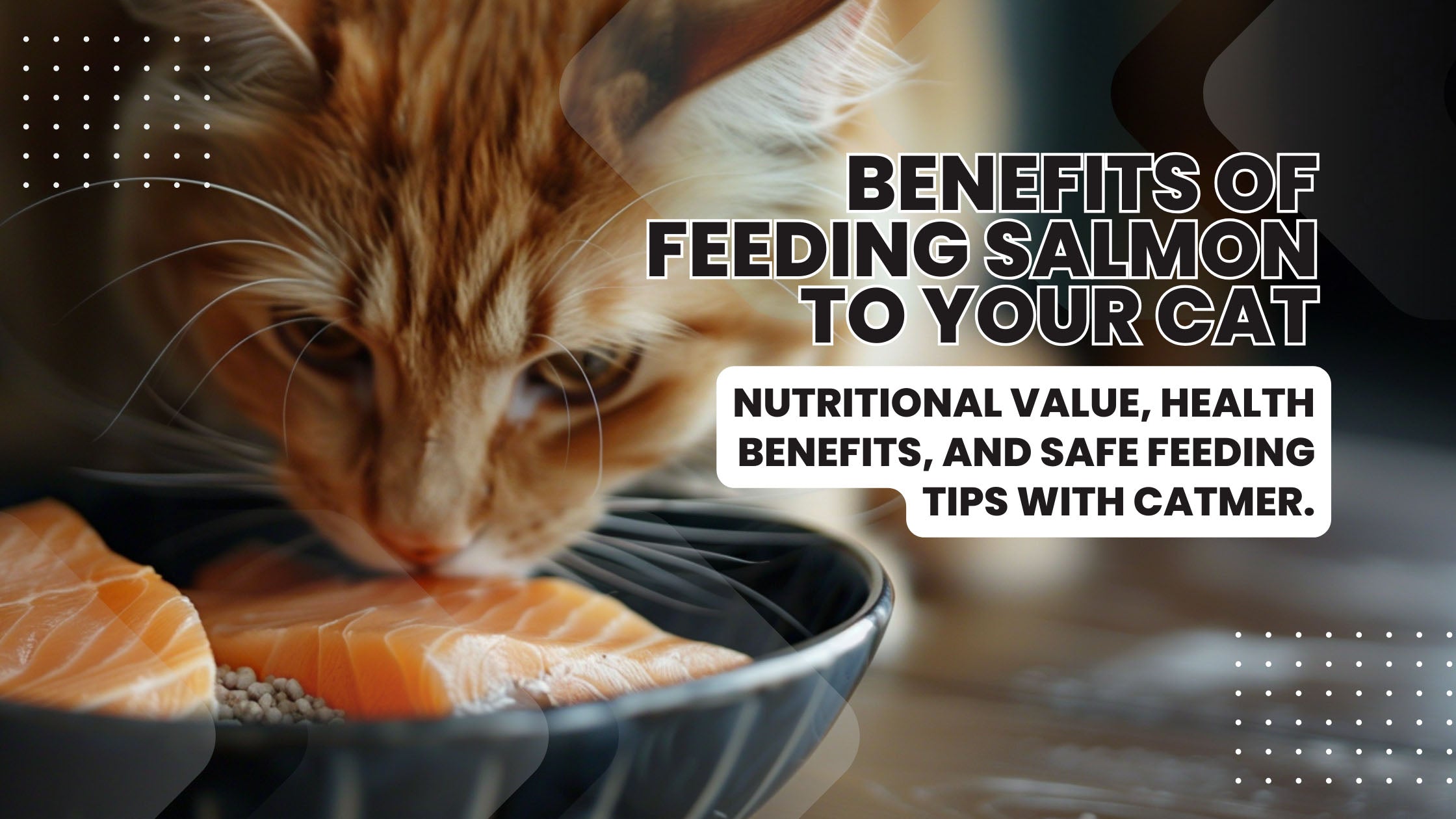 Delicious and Nutritious: The Benefits of Feeding Salmon to Your Cat in Dubai