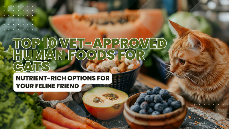 A healthy cat enjoying a variety of human foods including cooked chicken, fish, pumpkin, eggs, blueberries, cantaloupe, spinach, carrots, green beans, and plain yogurt, highlighting the benefits of each for feline health