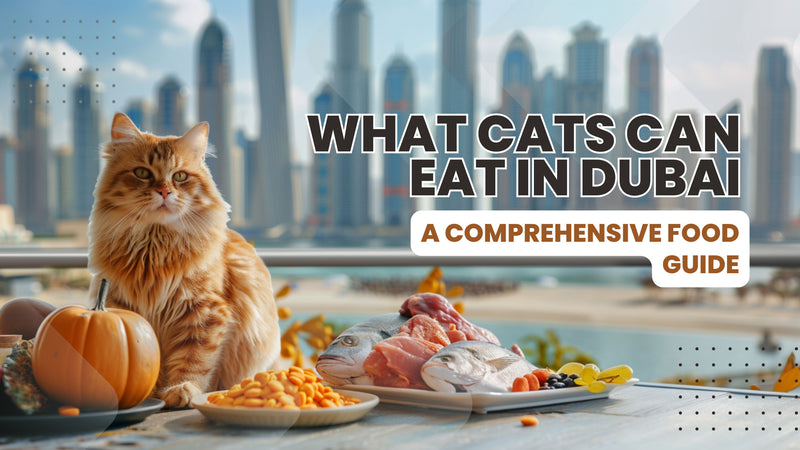 A variety of cat-safe foods displayed, including chicken, fish, and pumpkin, in front of a Dubai skyline.
