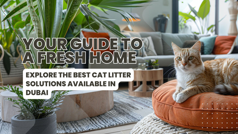 Your Guide to Cat Litter Solutions in Dubai