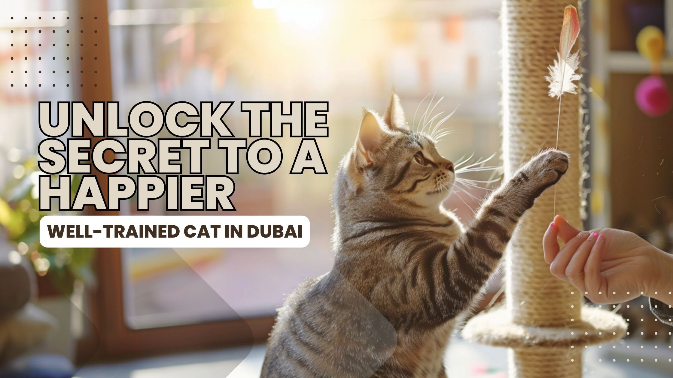 Cat training session in a sunlit Dubai home showing a content cat ready to play, emphasizing a deep bond between pet and owner, with cat-friendly interior design elements in the background