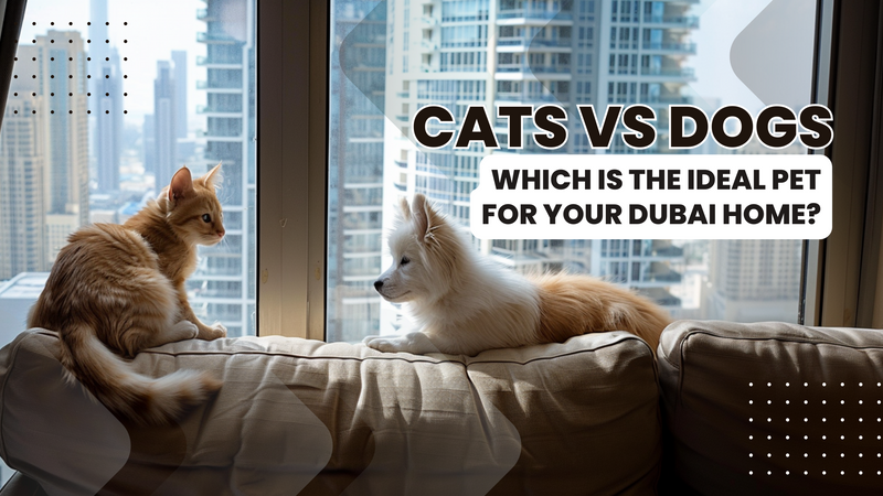 Cats vs. Dogs: Which Is Better for Your Home in Dubai?