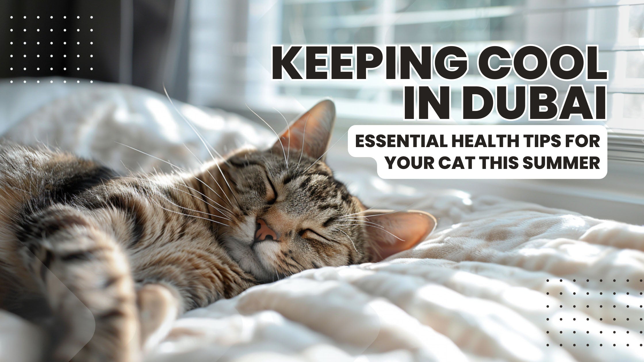 Caring for Cats in the Hot Climate of Dubai