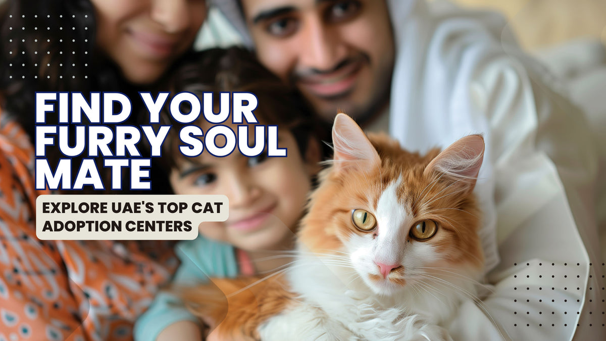Cat Adoption Centers in the UAE: A Guide to Finding Your Furry ...