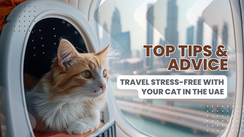 Travel Stress-Free with Your Cat in the UAE Top Tips & Advice